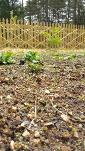 Little potatoes coming up. 